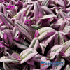 Tradescantia 'Nanouk' for sale at East Austin Succulents