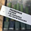 Trichocereus scopulicola x colossus