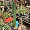 Trichocereus scopulicola x colossus