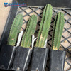 Trichocereus scopulicola 'Dr. G' x peruvianus 'Big Blue'