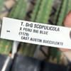 Trichocereus scopulicola 'Dr. G' x peruvianus 'Big Blue'