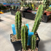 Trichocereus uyupampensis x peruvianus blue