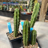 Trichocereus uyupampensis x peruvianus blue