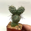 Tephrocactus alexanderi for sale at East Austin Succulent