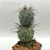 Tephrocactus alexanderi for sale at East Austin Succulent