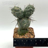 Tephrocactus alexanderi for sale at East Austin Succulent