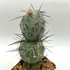 Tephrocactus alexanderi for sale at East Austin Succulent