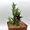 Orbea commutata x semitubiflora