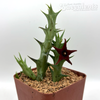 Orbea commutata x semitubiflora
