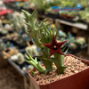 Orbea commutata x semitubiflora