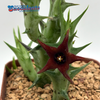 Orbea commutata x semitubiflora