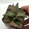 Haworthia tessellata hybrid