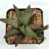 Haworthia tessellata hybrid