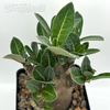 Adenium Thai socotranum "Black Skin" for sale at East Austin Succulents
