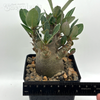 Adenium Thai socotranum "Black Skin" for sale at East Austin Succulents