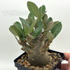 Adenium Thai socotranum "Black Skin" for sale at East Austin Succulents