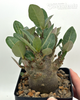 Adenium Thai socotranum "Black Skin" for sale at East Austin Succulents