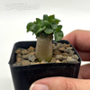Adenium Thai Socotranum "Dorset Horn"  for sale at East Austin Succulents