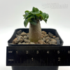 Adenium Thai Socotranum "Dorset Horn"  for sale at East Austin Succulents