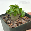 Adenium Thai Socotranum "Dorset Horn"  for sale at East Austin Succulents