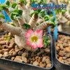 Bloom Example