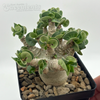 Adenium Thai Socotranum "Dorset Horn"  for sale at East Austin Succulents