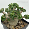 Adenium Thai Socotranum "Dorset Horn"  for sale at East Austin Succulents