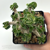 Adenium Thai Socotranum "Dorset Horn"  for sale at East Austin Succulents