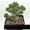 Adenium Thai Socotranum "Dorset Horn"  for sale at East Austin Succulents