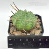 Euphorbia meloformis