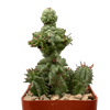 Euphorbia horrida monstrose