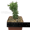 Euphorbia horrida monstrose