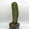 Euphorbia canariensis