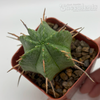 Euphorbia pillansii