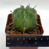 Euphorbia pillansii