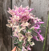 Senecio articulatus variegata tricolor Mature Plant