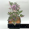 Senecio articulatus variegata tricolor