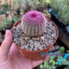 Echinocereus rubrispinus 'Rainbow Cactus'