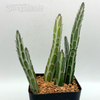 Senecio stapeliiformis