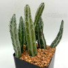 Senecio stapeliiformis