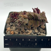 Crassula picturata 'Tiger Jade'