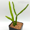 Rhipsalis pentaptera