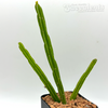 Rhipsalis pentaptera
