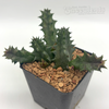 Huernia zebrina 'Lifesaver Plant'
