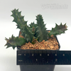 Huernia zebrina 'Lifesaver Plant'