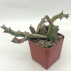 Orbea schweinfurthii