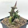 Orbea schweinfurthii