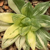 Haworthia cuspidata variegata