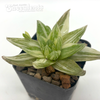 Haworthia cuspidata variegata