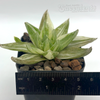 Haworthia cuspidata variegata